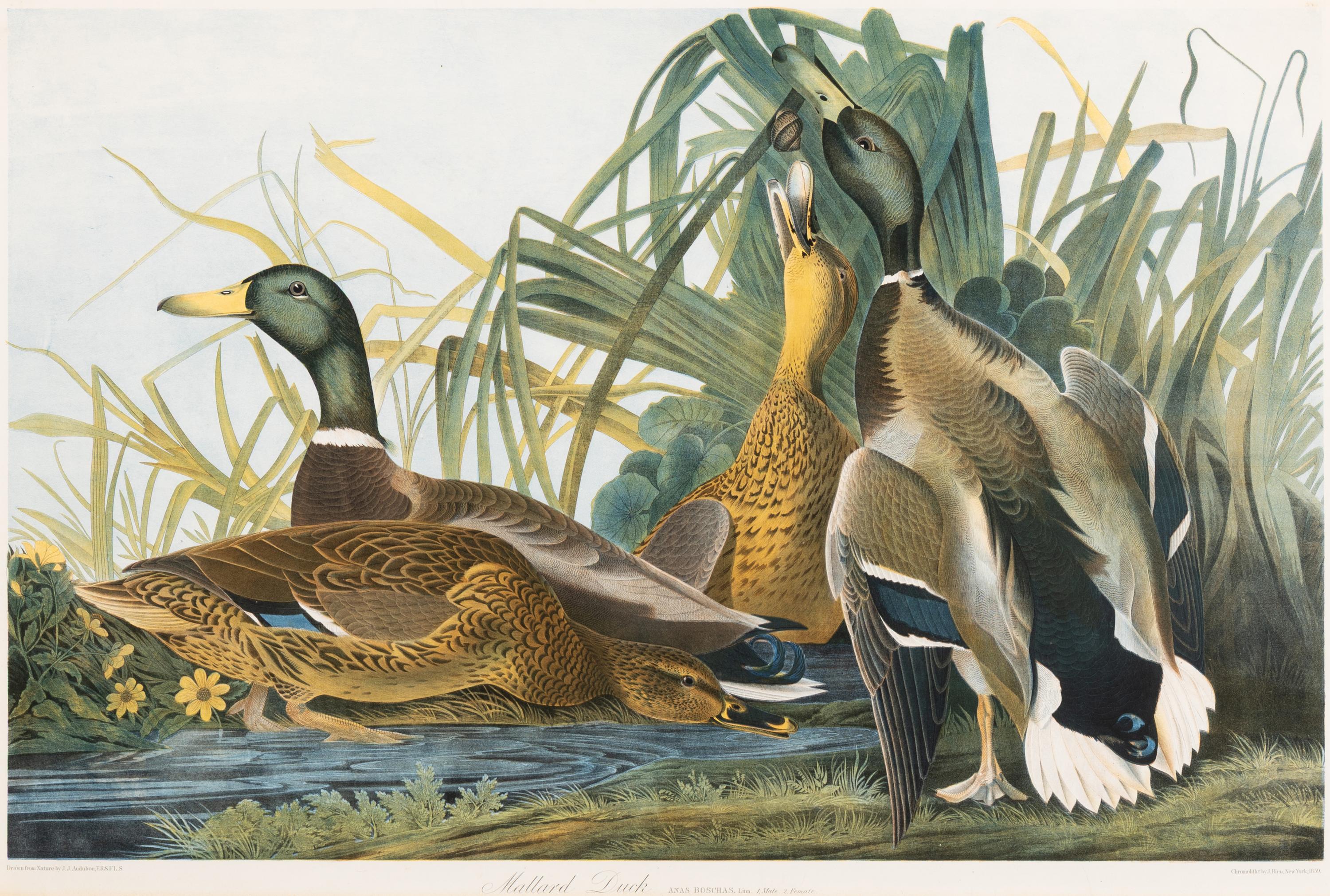 Audubon, John James (1785-1851) Mallard Duck (Plate 385) Anas Boschas