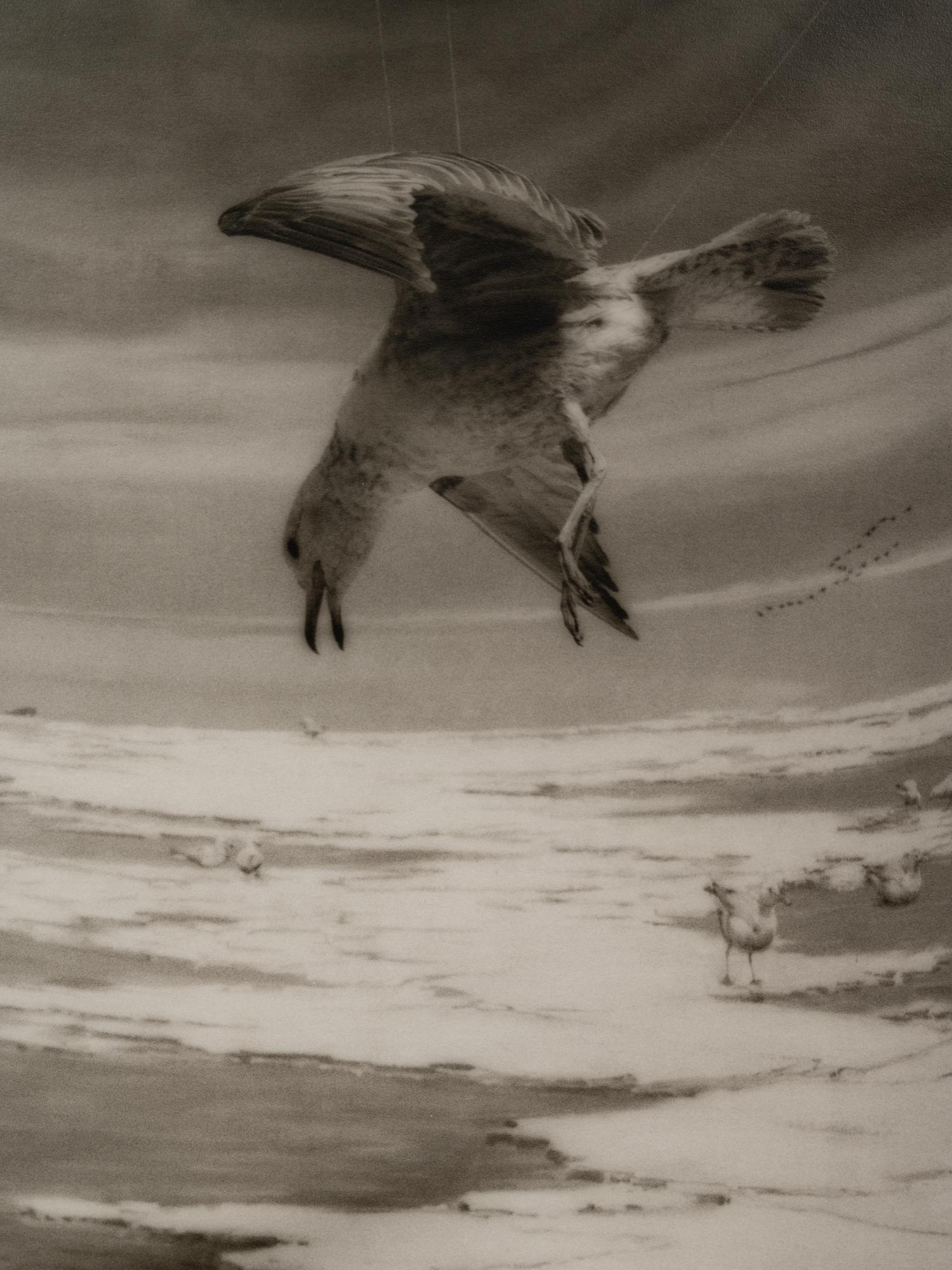 A group of six photographs from the Natural History series