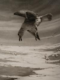 A group of six photographs from the Natural History series