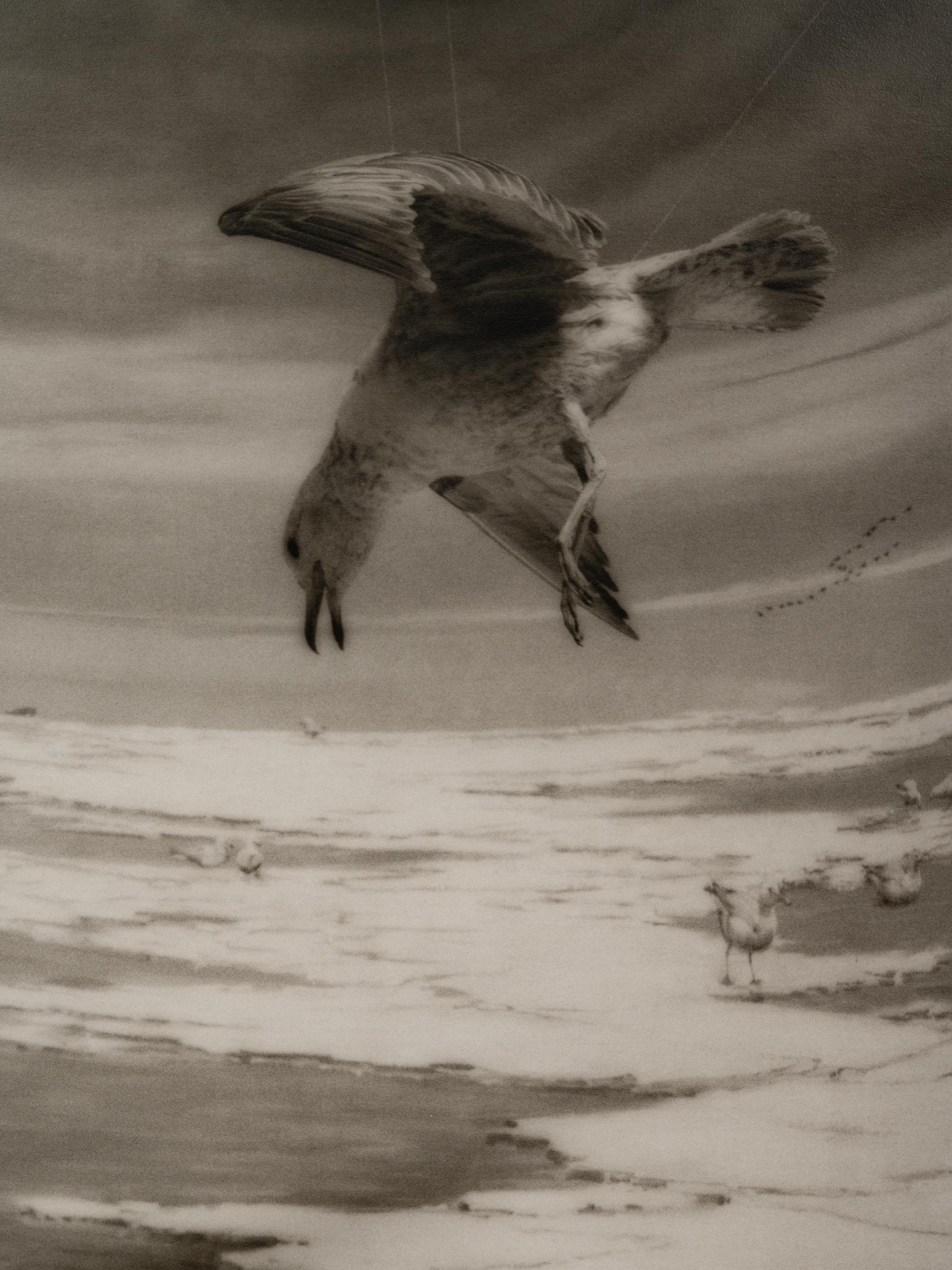 A group of six photographs from the Natural History series