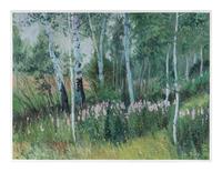 Aspen and Fireweed
