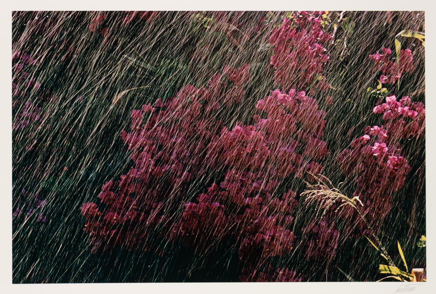 A group of ten photographs from the Creation Portfolio (one duplicate image)