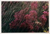 A group of ten photographs from the Creation Portfolio (one duplicate image)