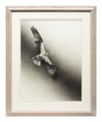 Osprey , 1996