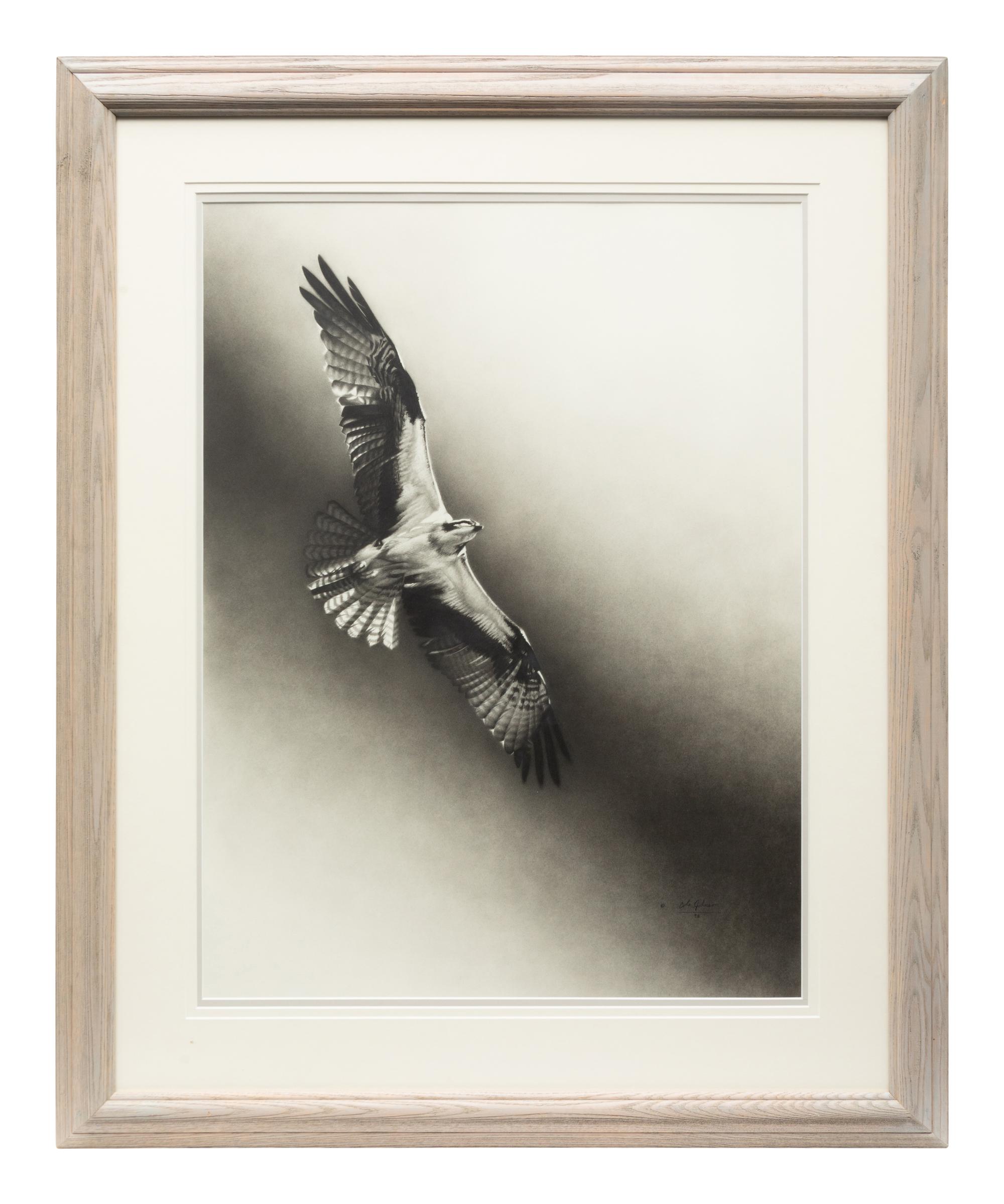 Osprey , 1996