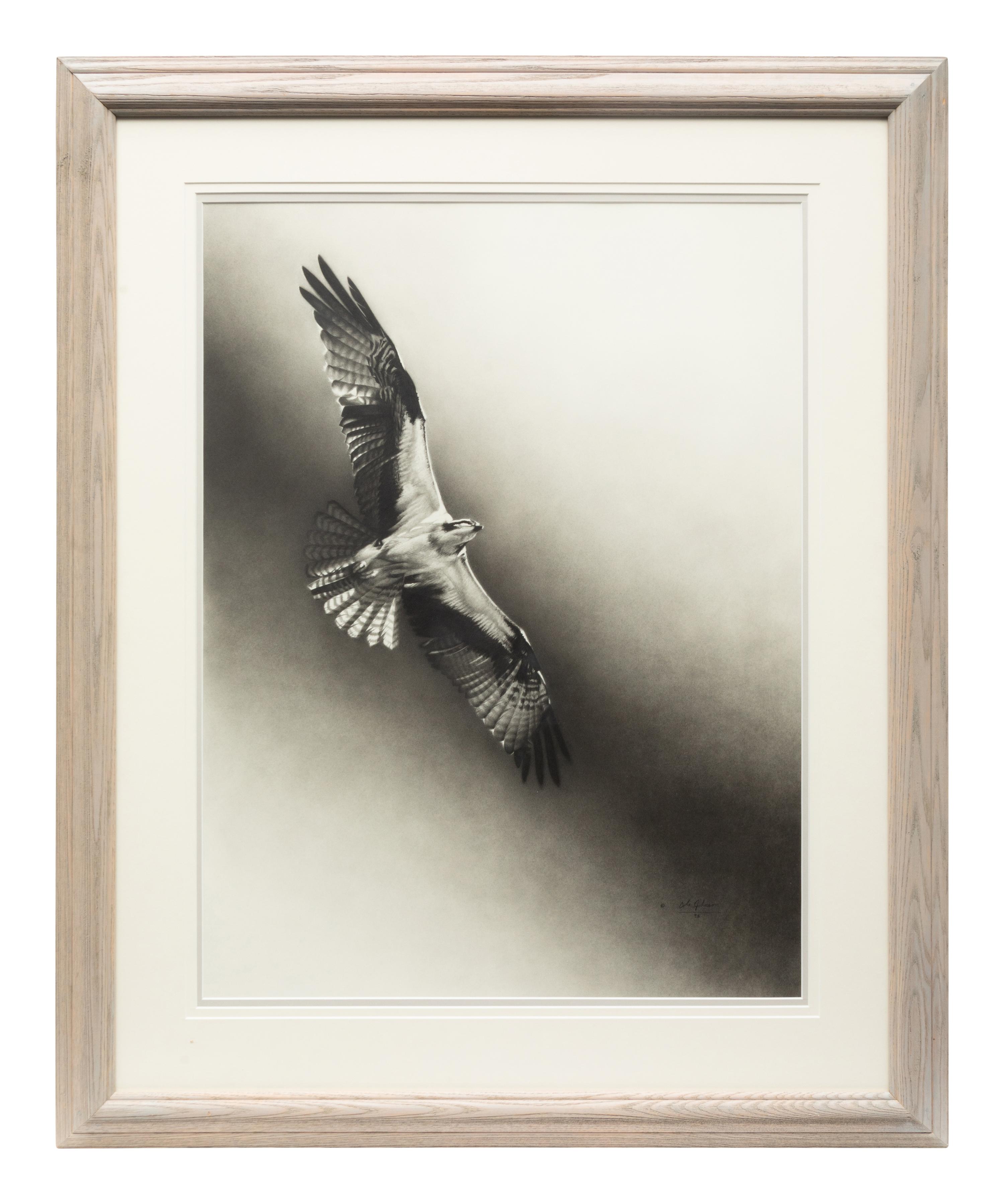 Osprey , 1996
