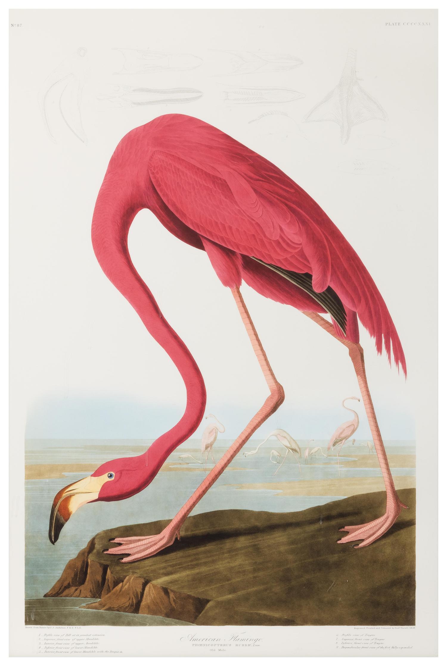 [NATURAL HISTORY] (AUDUBON, John James, after)