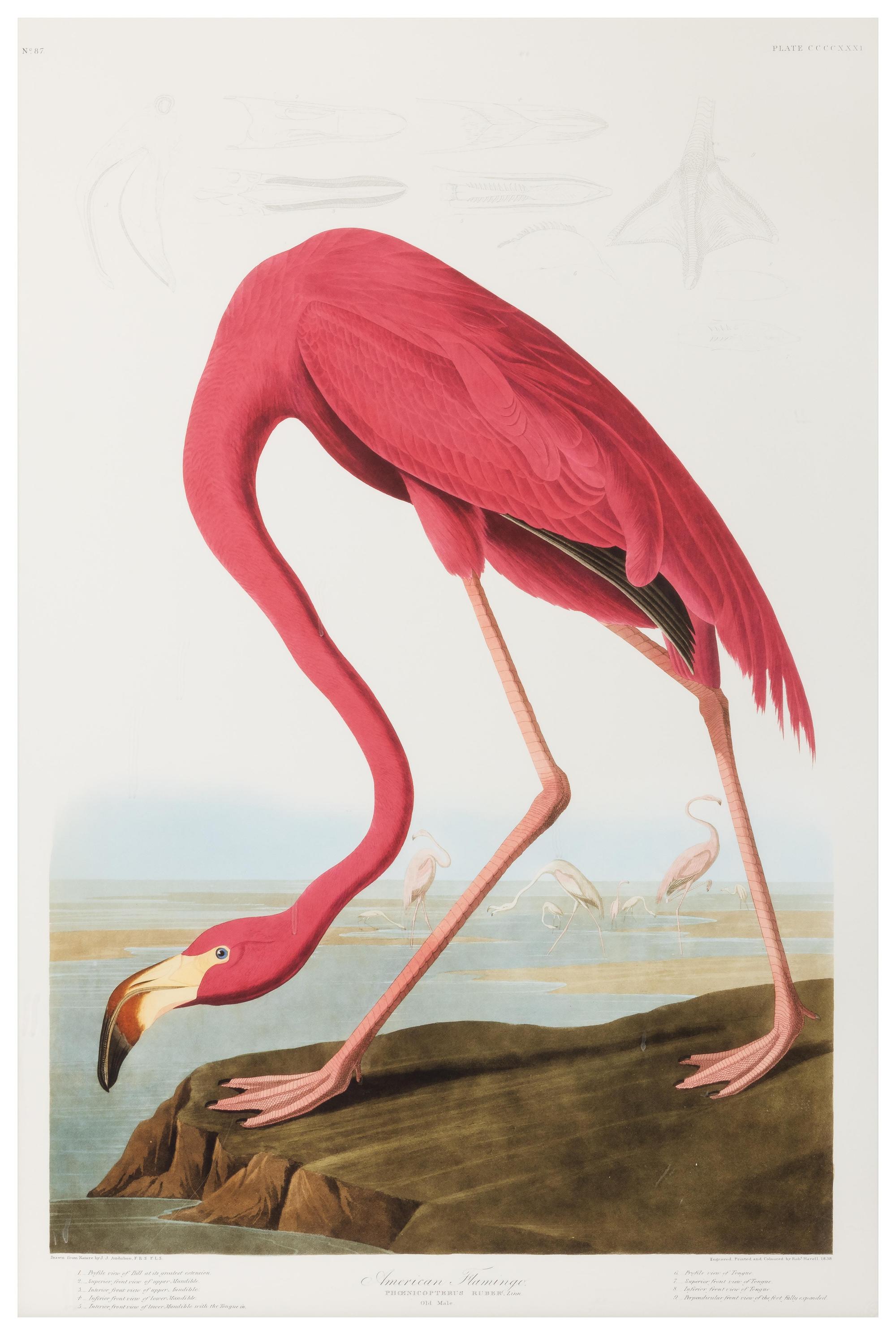 [NATURAL HISTORY] (AUDUBON, John James, after)