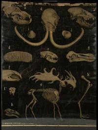 Planches Murales d' History (a pair of posters)