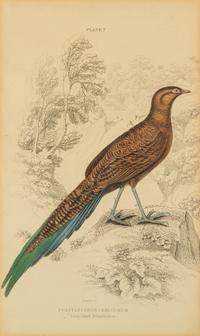 A Group of Nine Ornithological Prints — 19TH/20TH CENTURY
