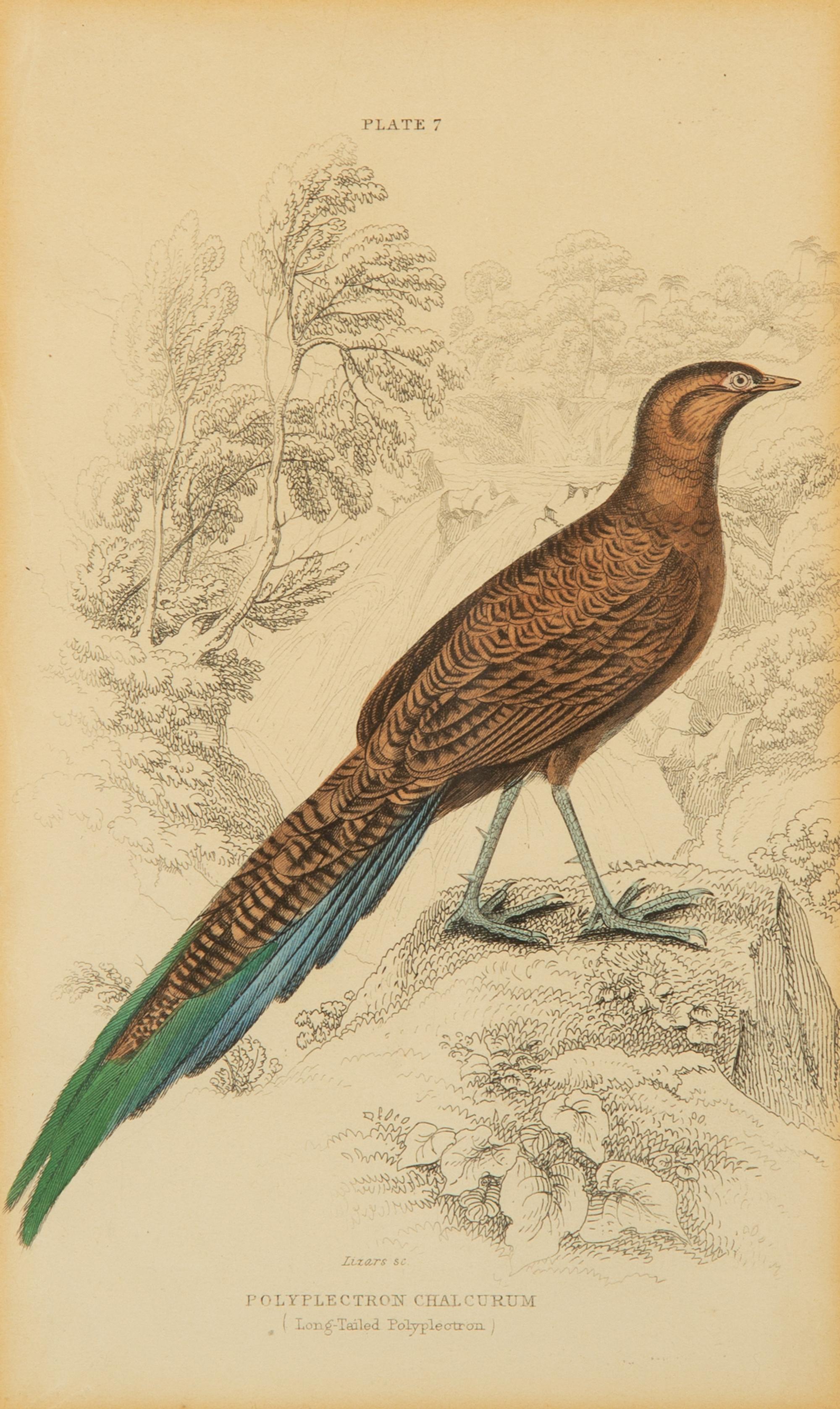 A Group of Nine Ornithological Prints — 19TH/20TH CENTURY