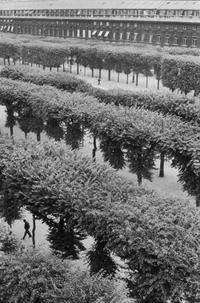 Henri Cartier-Bresson (1908-2004 ) Jardin du Palais Royal, 1959