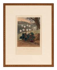 [NATURAL HISTORY]. THORNTON, Robert John (1768-1837). A group of 6 botanical plates from Thornton's 1812 quarto edition Temple of Flora . [London: for the author, 1812].