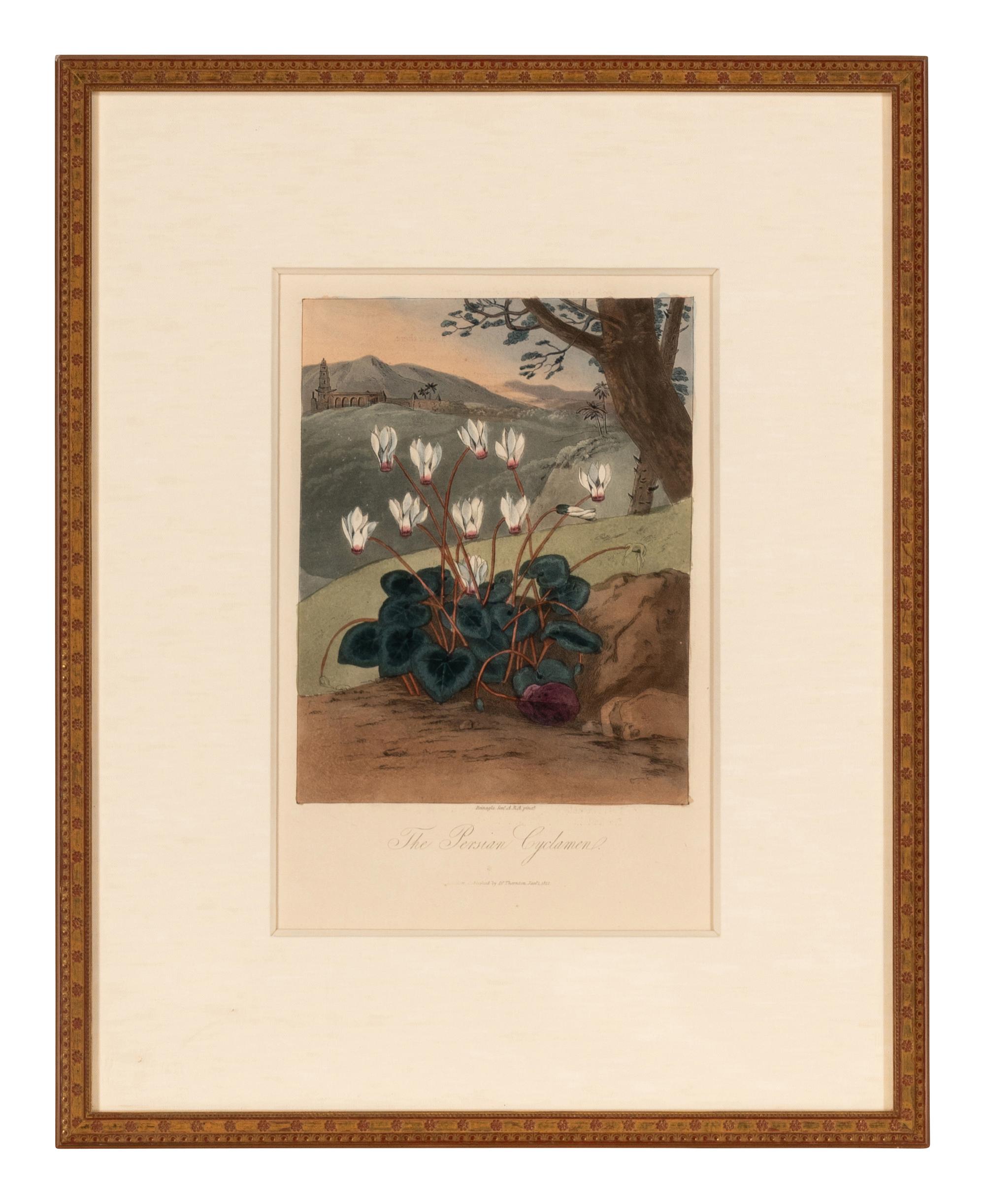 [NATURAL HISTORY]. THORNTON, Robert John (1768-1837). A group of 6 botanical plates from Thornton's 1812 quarto edition Temple of Flora . [London: for the author, 1812].