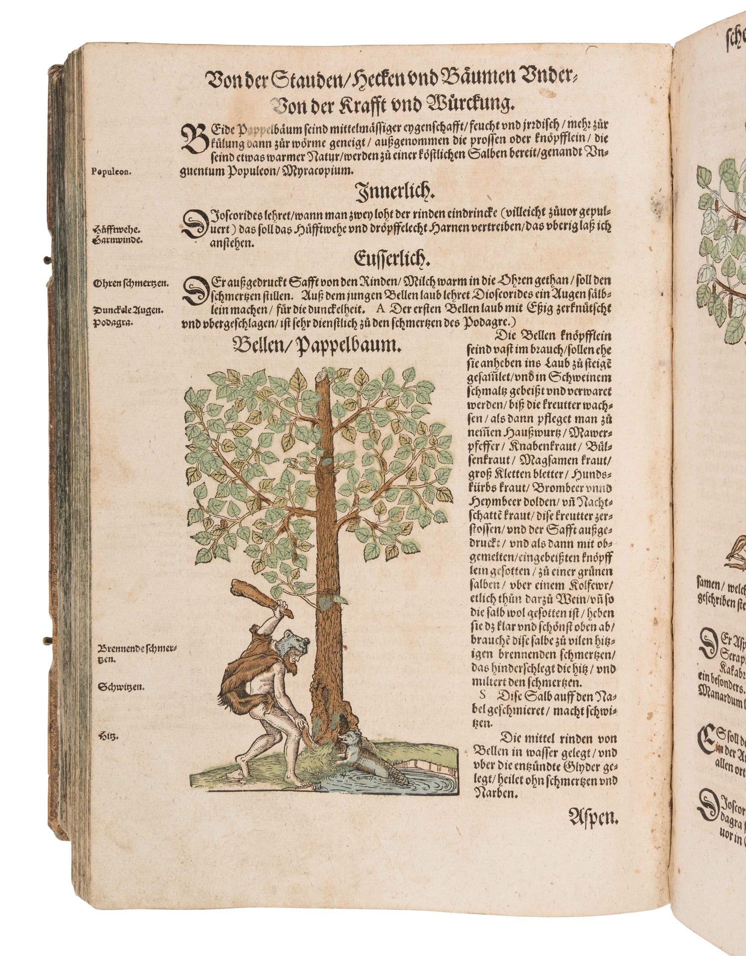 [NATURAL HISTORY]. BOCK, Hieronymus (1489?-1554). Kreutterbuch. Strassburg: Josias Rihel, 28 August 1595.
