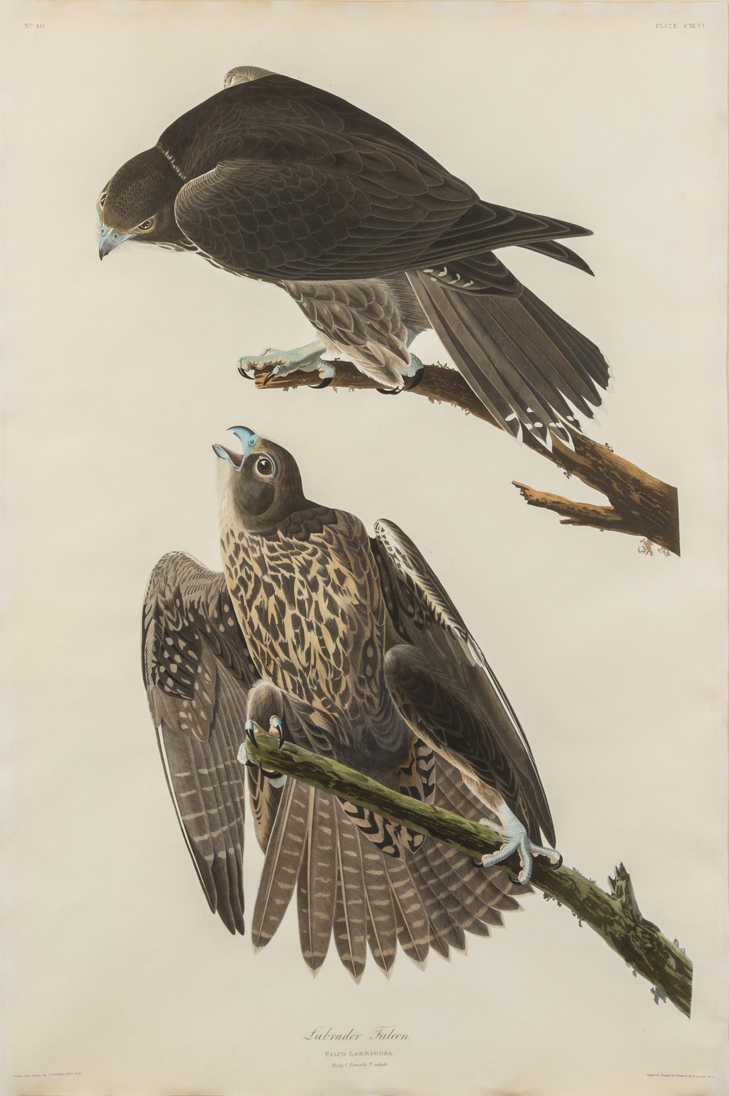 AUDUBON, John James (1785-1851)