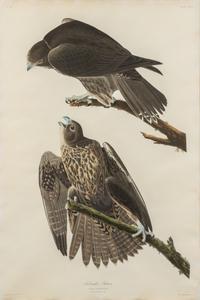 AUDUBON, John James (1785-1851)