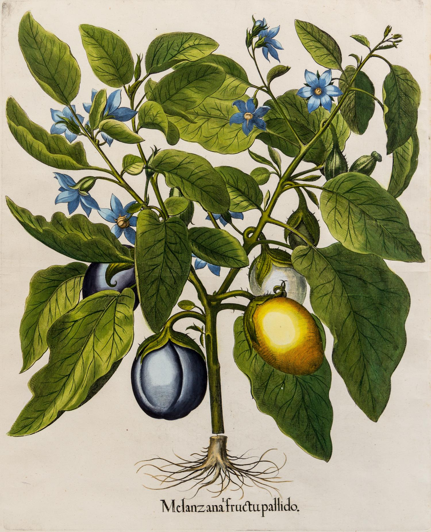 Besler, Basilius (1561-1629) Melanzana fructu pallido from Hortus Eystettensis, Eichstatt and Nuremburg, 1613 or later