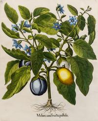 Besler, Basilius (1561-1629) Melanzana fructu pallido from Hortus Eystettensis, Eichstatt and Nuremburg, 1613 or later