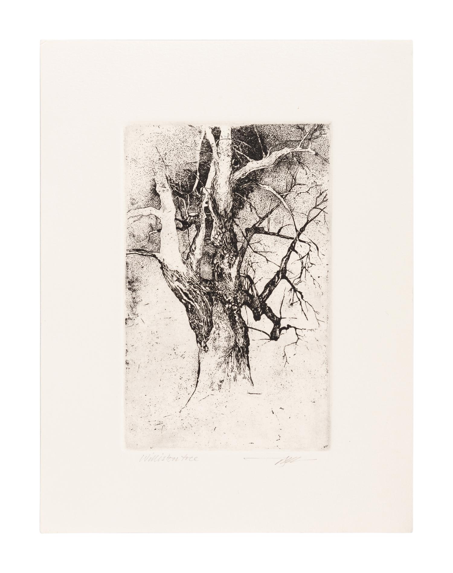 MOSER, Barry. Tree on the Quad at Williston. [ca 1979]. 330 x 252 mm. Etching. Signed in pencil, captioned “Tree on the quad at Williston—it’s gone now / July 27/21”. — Williston Tree 1. [ca 1979]. 306 x 231 mm. Etching. Captioned and signed in pencil.