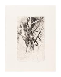 MOSER, Barry. Tree on the Quad at Williston. [ca 1979]. 330 x 252 mm. Etching. Signed in pencil, captioned “Tree on the quad at Williston—it’s gone now / July 27/21”. — Williston Tree 1. [ca 1979]. 306 x 231 mm. Etching. Captioned and signed in pencil.