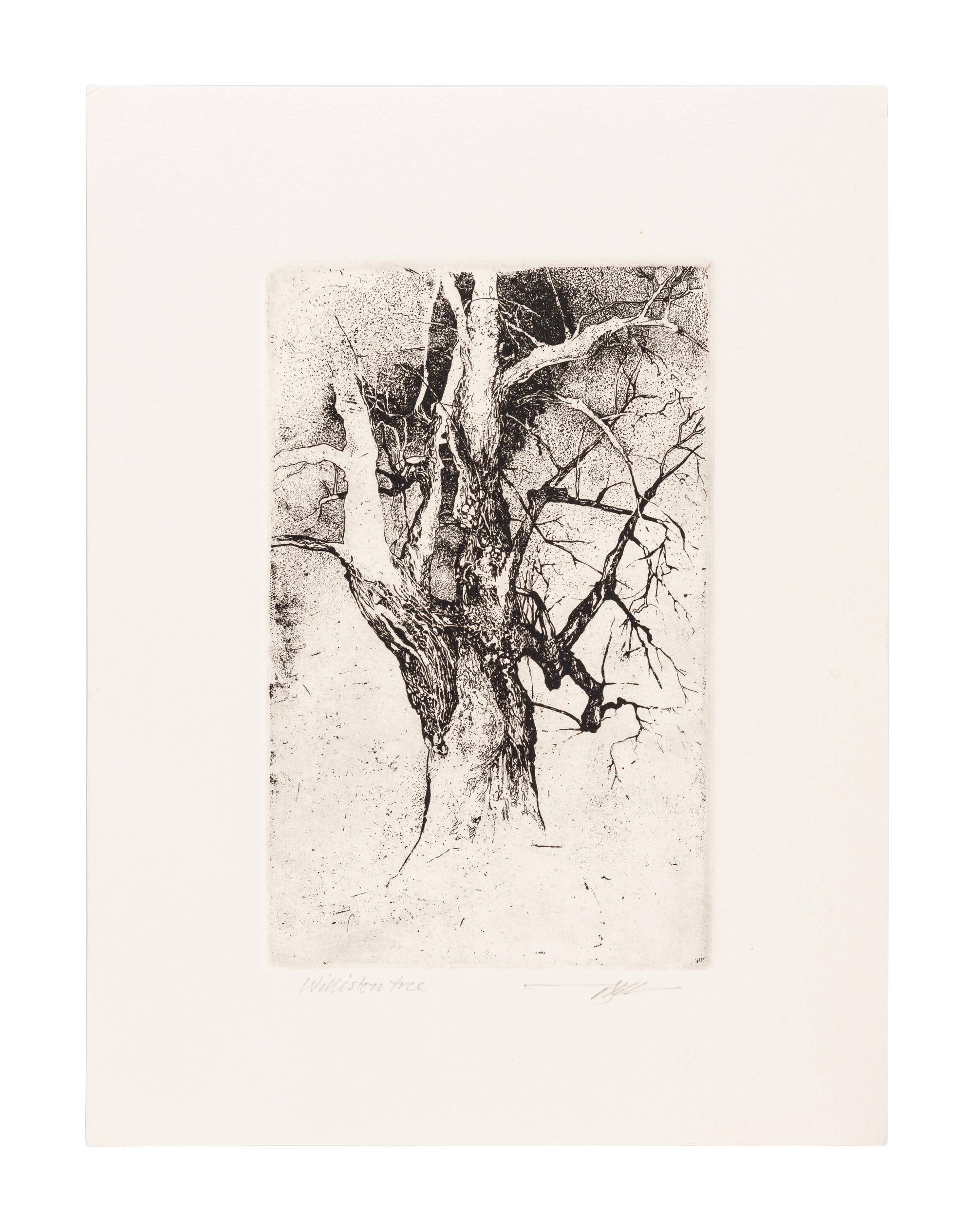 MOSER, Barry. Tree on the Quad at Williston. [ca 1979]. 330 x 252 mm. Etching. Signed in pencil, captioned “Tree on the quad at Williston—it’s gone now / July 27/21”. — Williston Tree 1. [ca 1979]. 306 x 231 mm. Etching. Captioned and signed in pencil.