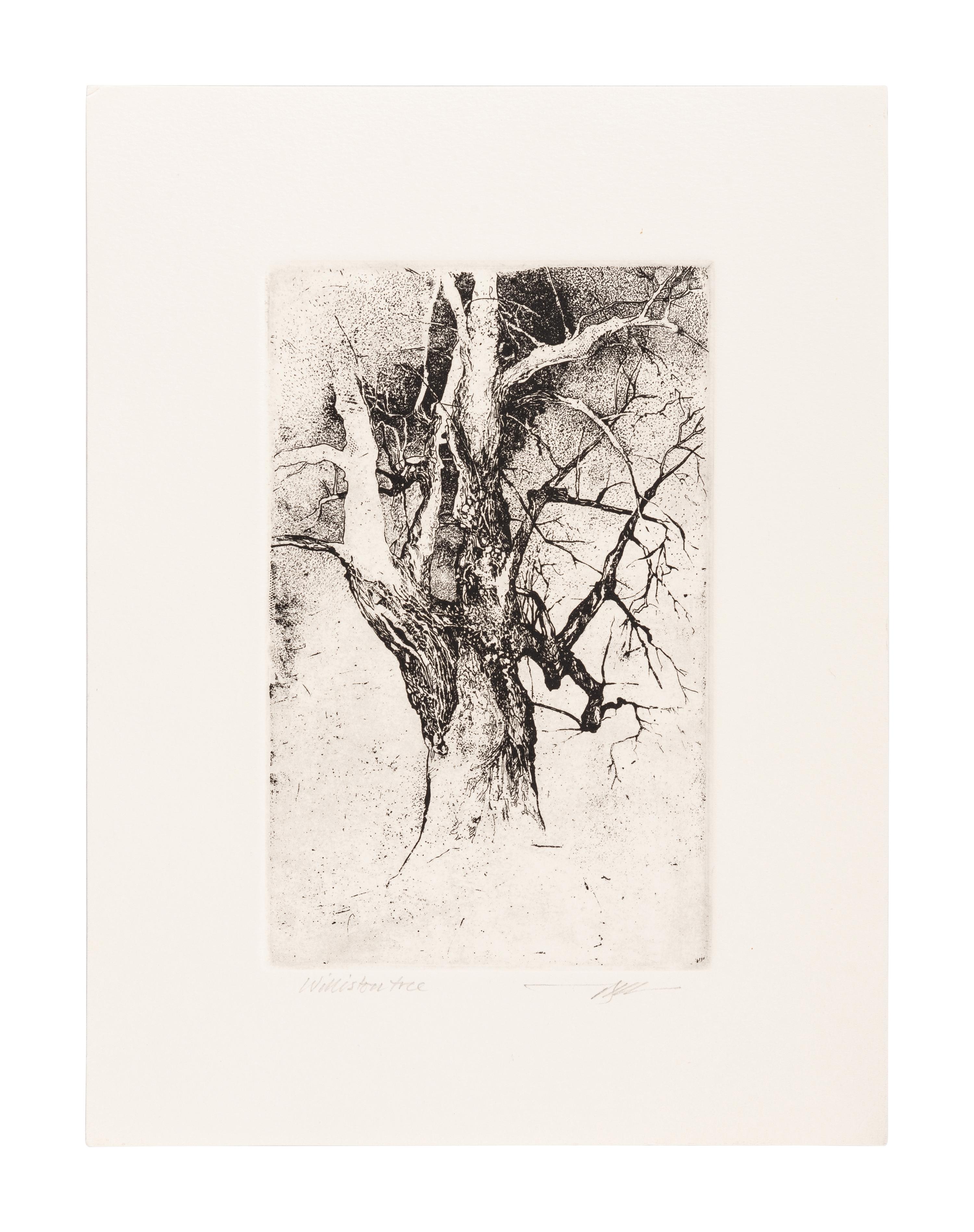 MOSER, Barry. Tree on the Quad at Williston. [ca 1979]. 330 x 252 mm. Etching. Signed in pencil, captioned “Tree on the quad at Williston—it’s gone now / July 27/21”. — Williston Tree 1. [ca 1979]. 306 x 231 mm. Etching. Captioned and signed in pencil.