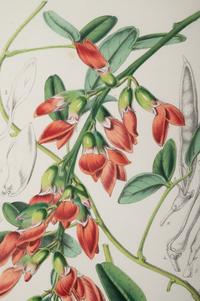 Six Hand-Colored Engravings