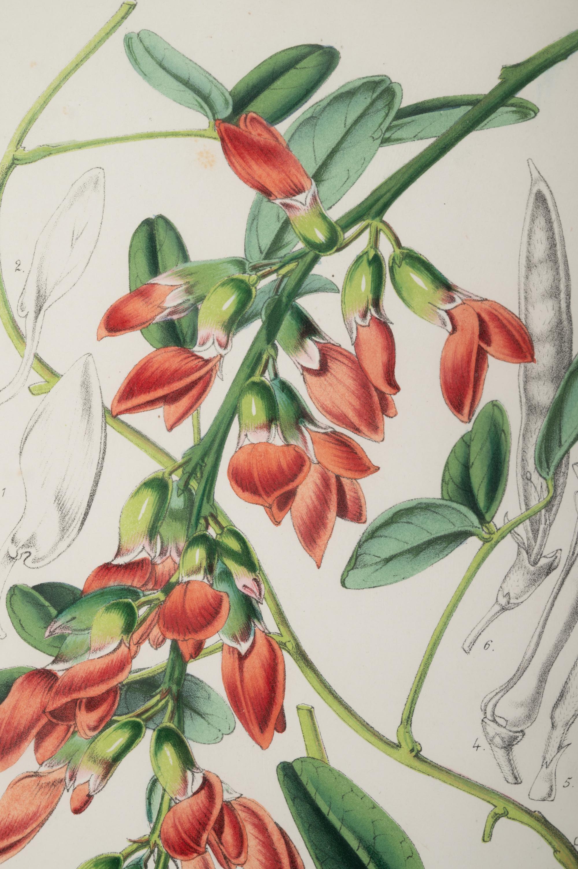 Six Hand-Colored Engravings