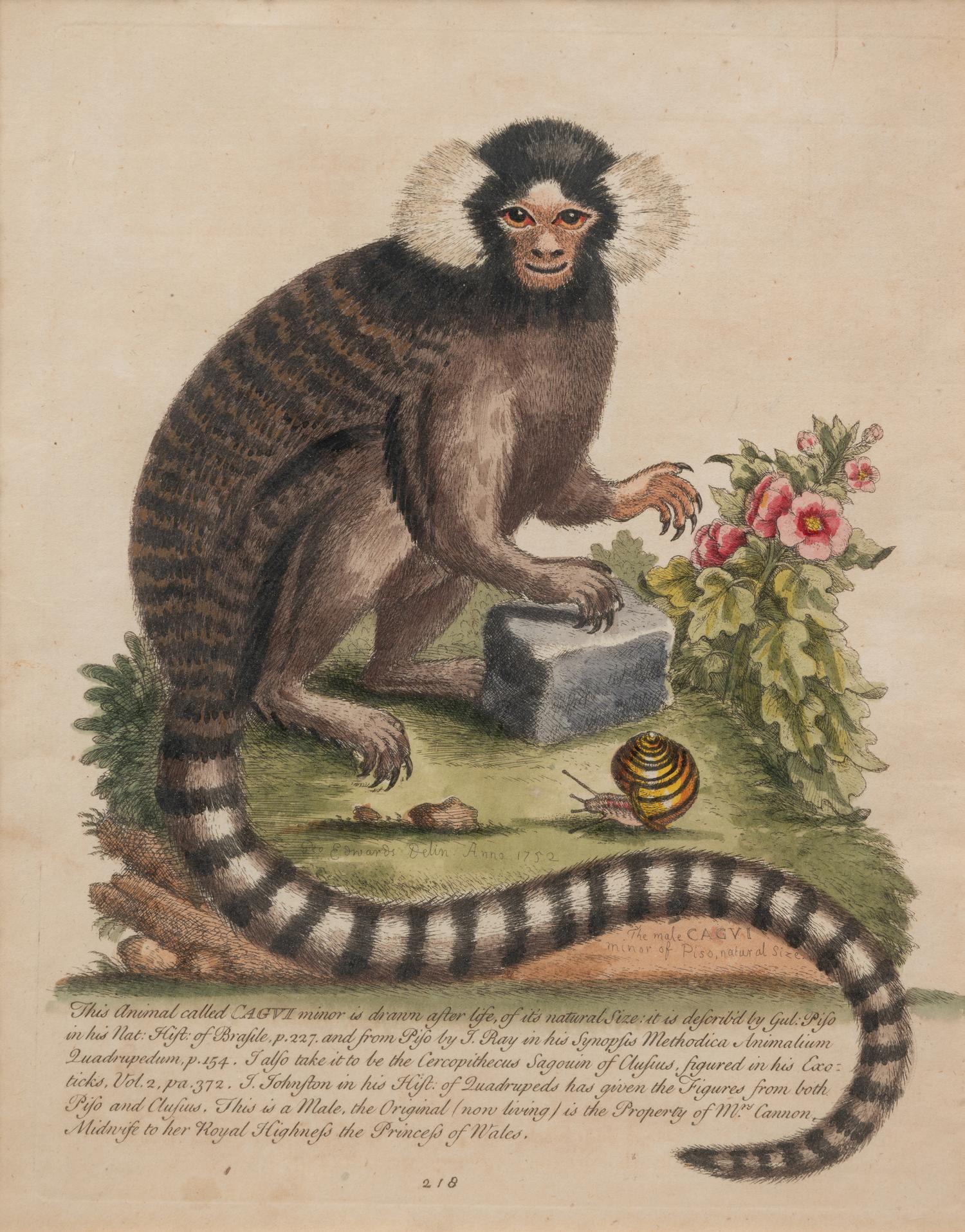 A Group of Six Continental Engravings Depicting Primates (Second Half 19th Century)