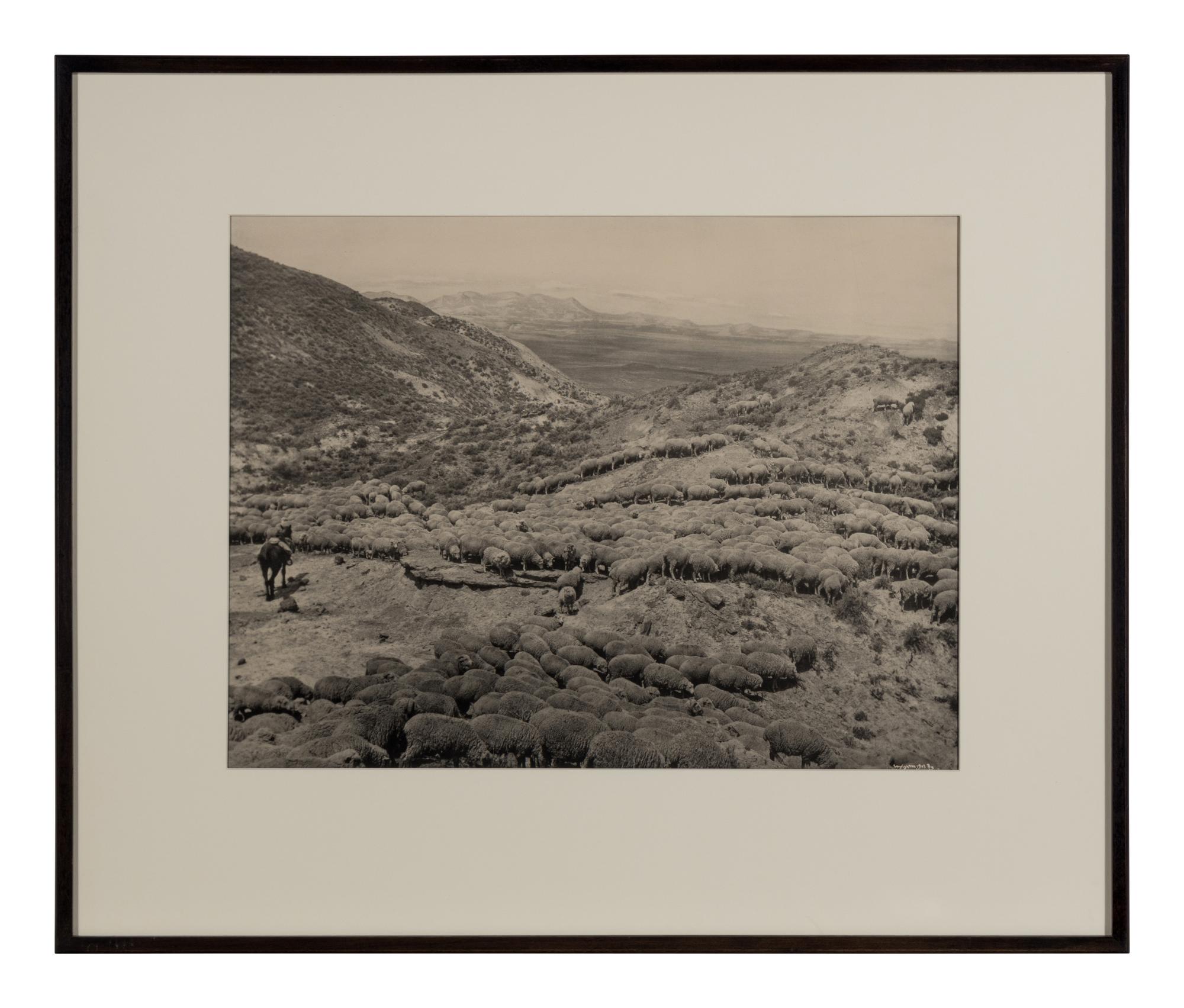 HUFFMAN, Laton Alton (1854-1931), photographer. 2 photogravures of horse and sheep in Montana.