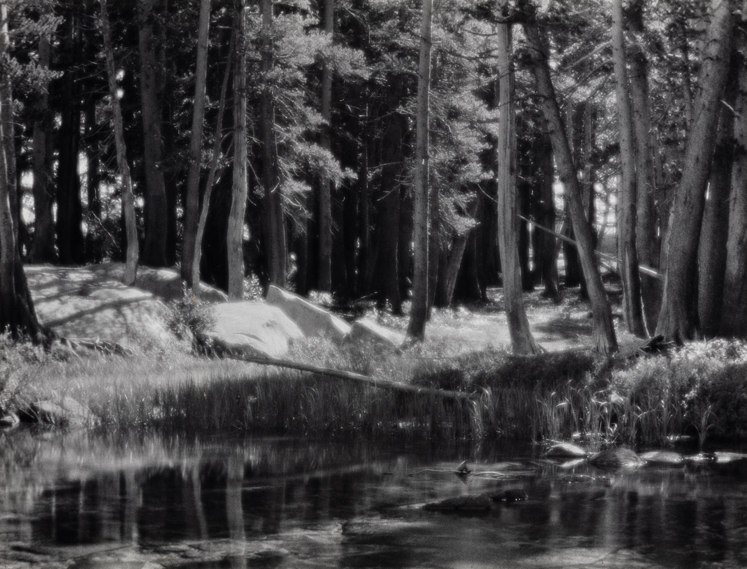 Ansel Adams (1902-1984) Lodgepole Pines, Lyell Fork of the Merced River, Yosemite National Park, California, 1921