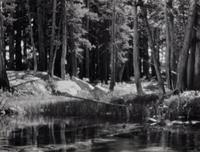 Ansel Adams (1902-1984) Lodgepole Pines, Lyell Fork of the Merced River, Yosemite National Park, California, 1921