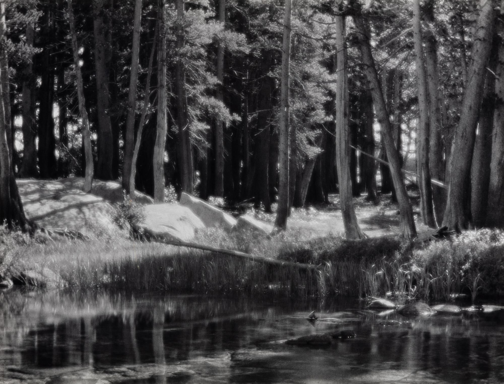 Ansel Adams (1902-1984) Lodgepole Pines, Lyell Fork of the Merced River, Yosemite National Park, California, 1921