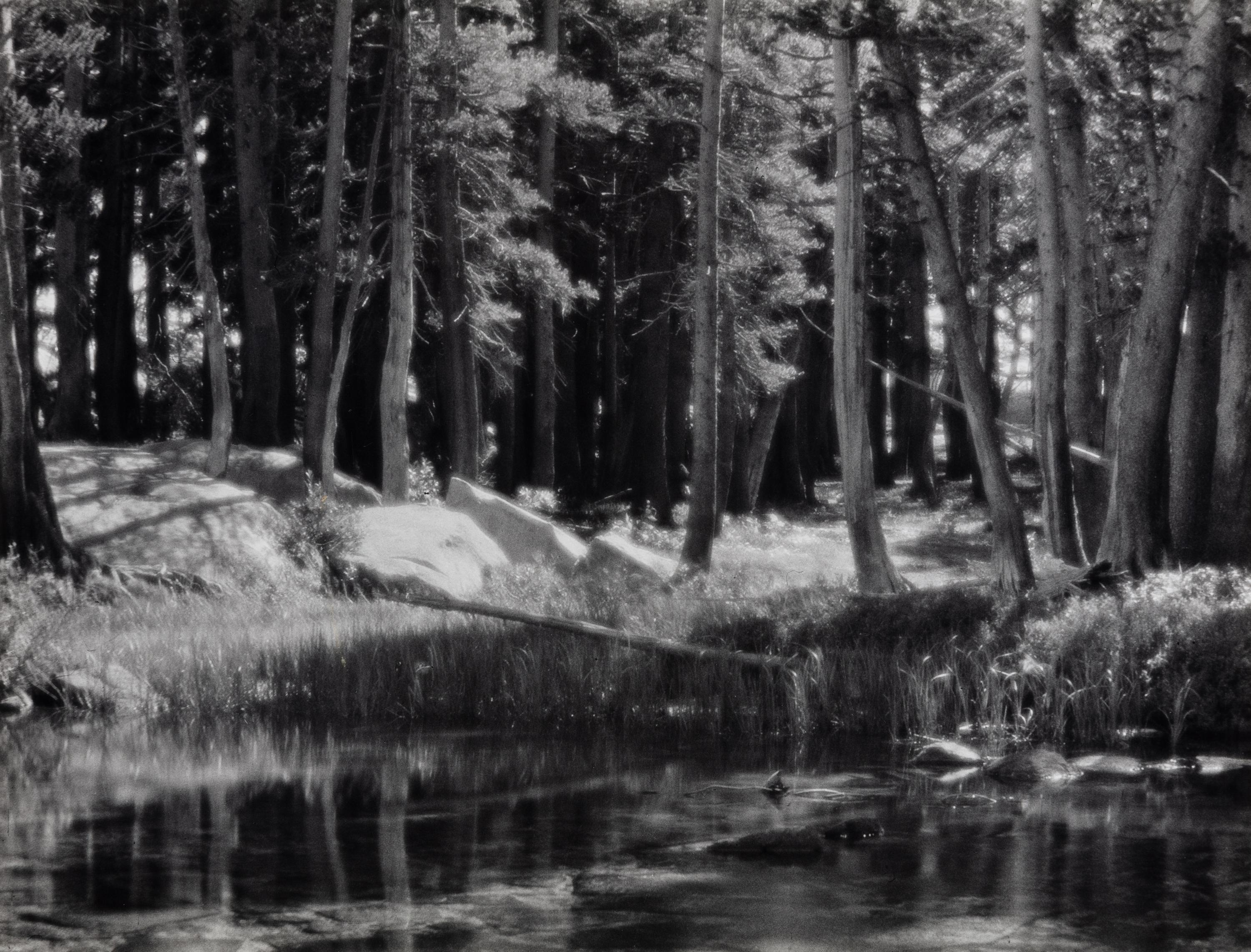 Ansel Adams (1902-1984) Lodgepole Pines, Lyell Fork of the Merced River, Yosemite National Park, California, 1921