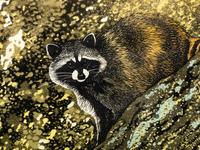 Racoon on Granite, 3/30, 2006