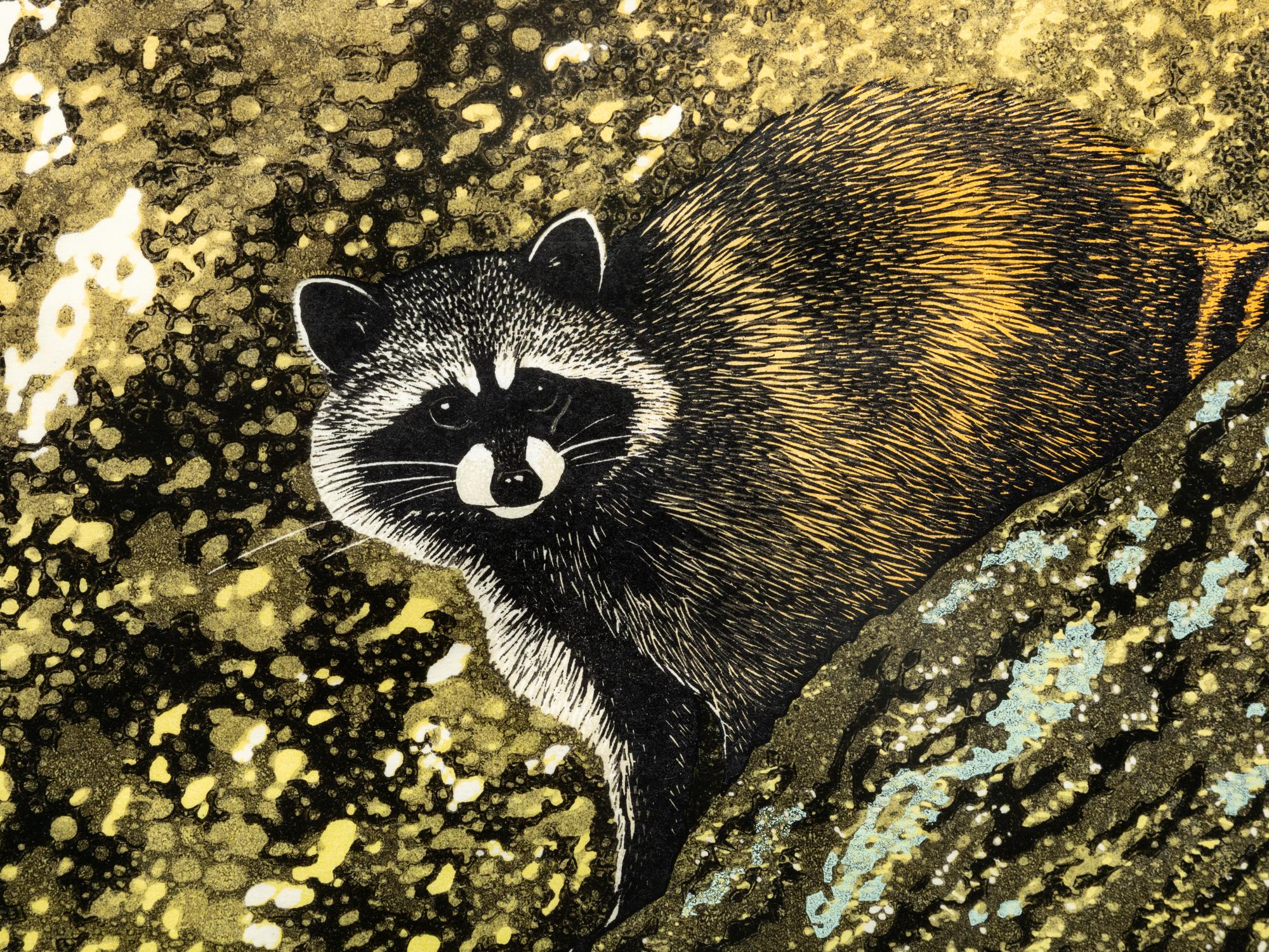 Racoon on Granite, 3/30, 2006