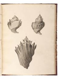 [MARITIME SHELLS & FOSSILS MANUSCRIPT]. Malet, S. "Hampshire Fossils." -- "French Fossils." [London, ca 19th century].