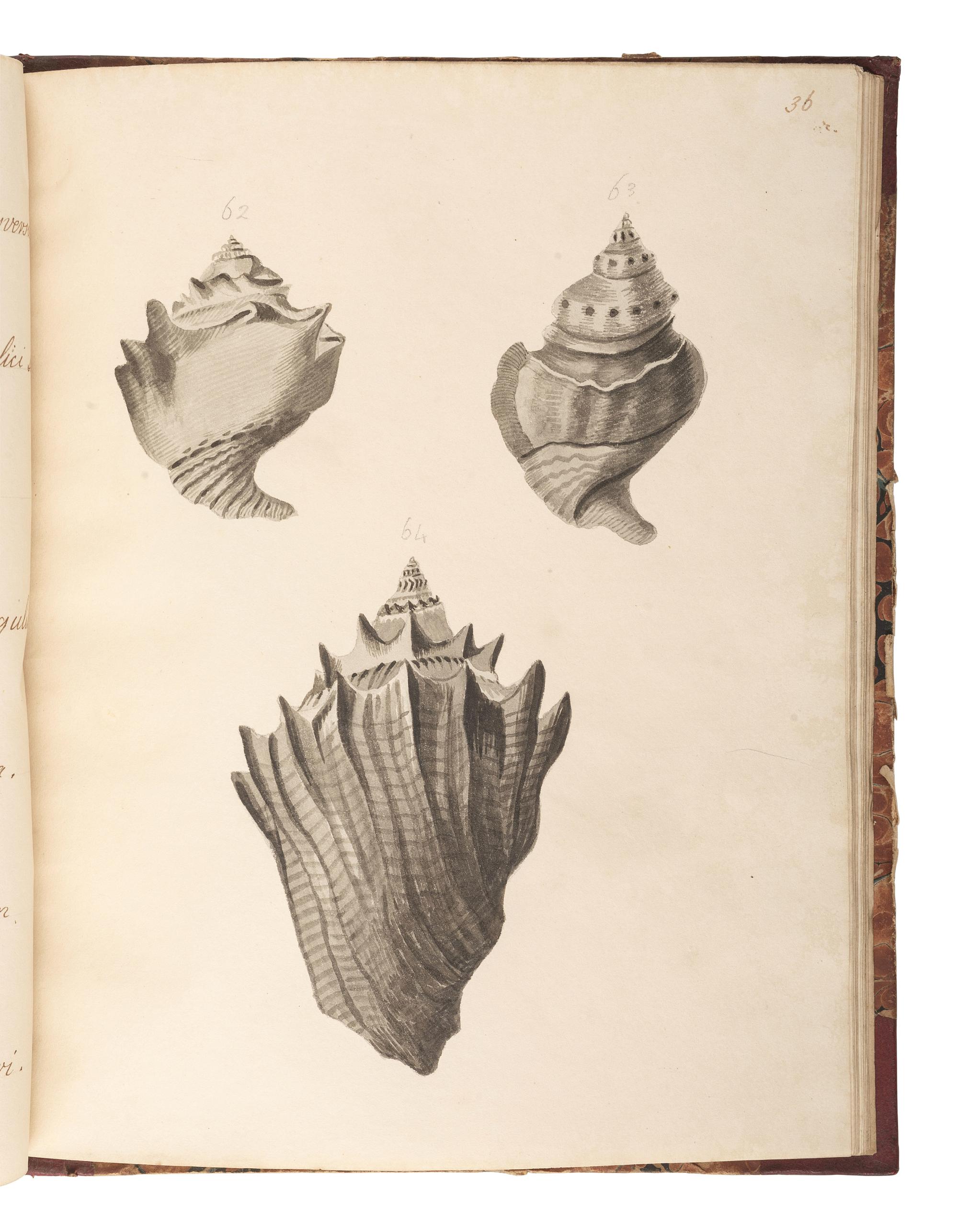 [MARITIME SHELLS & FOSSILS MANUSCRIPT]. Malet, S. "Hampshire Fossils." -- "French Fossils." [London, ca 19th century].