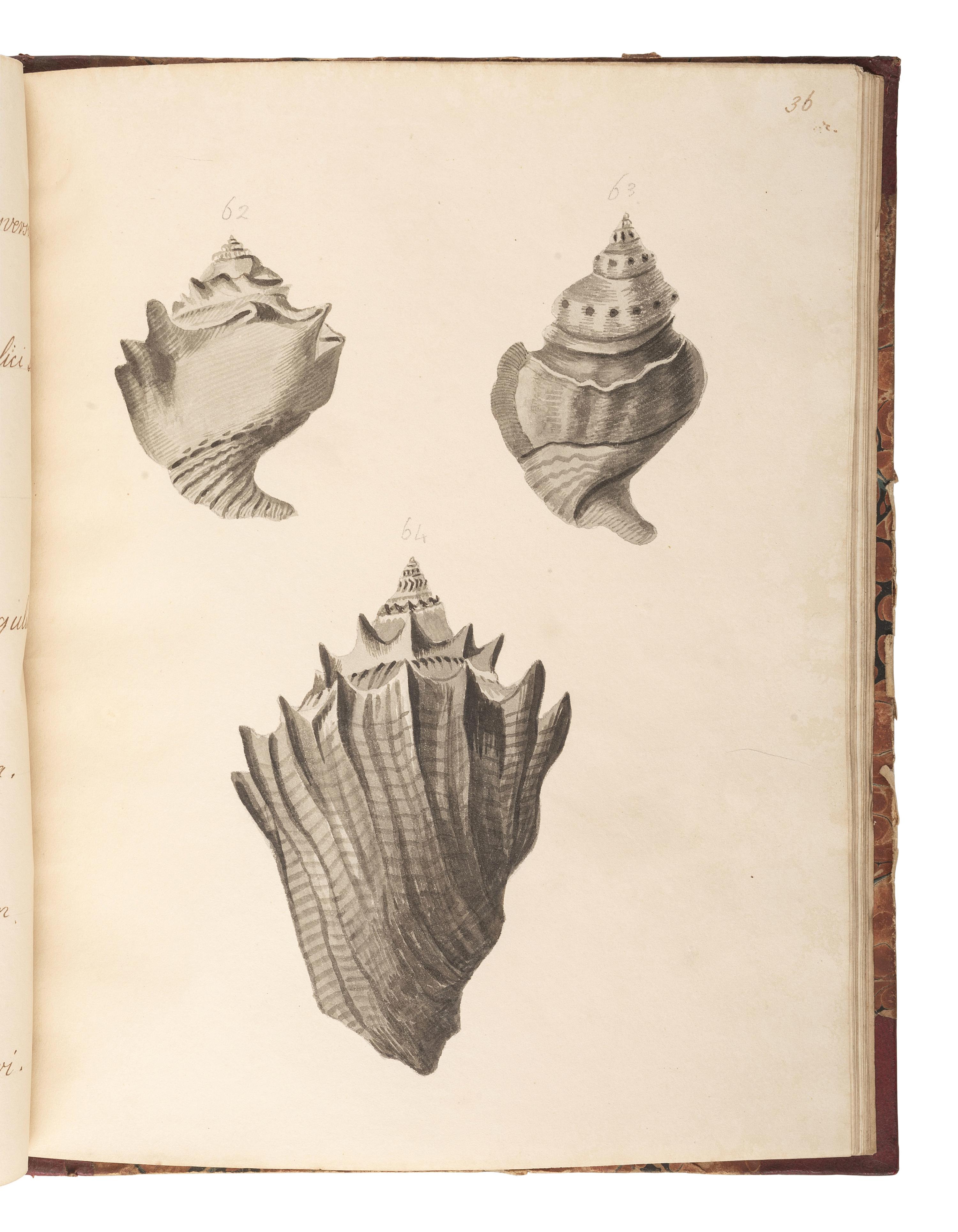 [MARITIME SHELLS & FOSSILS MANUSCRIPT]. Malet, S. "Hampshire Fossils." -- "French Fossils." [London, ca 19th century].