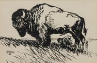 Grassland Buffalo