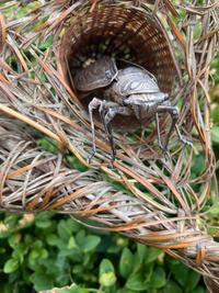Two Silver Articulated Models of Insects