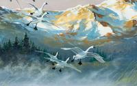 Trumpeter Swans , 2005