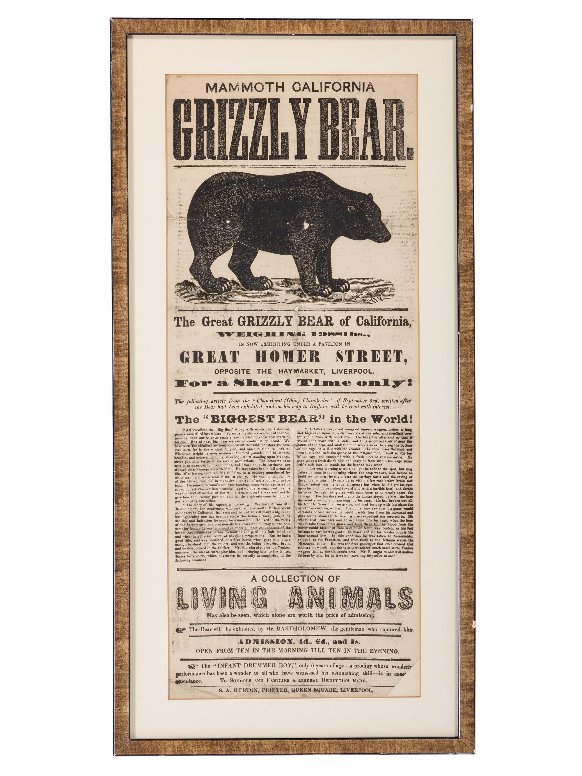 [WESTERN AMERICANA]. Mammoth California Grizzly Bear . Liverpool: S.A. Hurton, n.d.