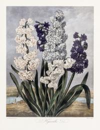 THORNTON, ROBERT, SIR. A group of eight color lithographs from the Temple of Flora, facsimile edition, circa 1951.