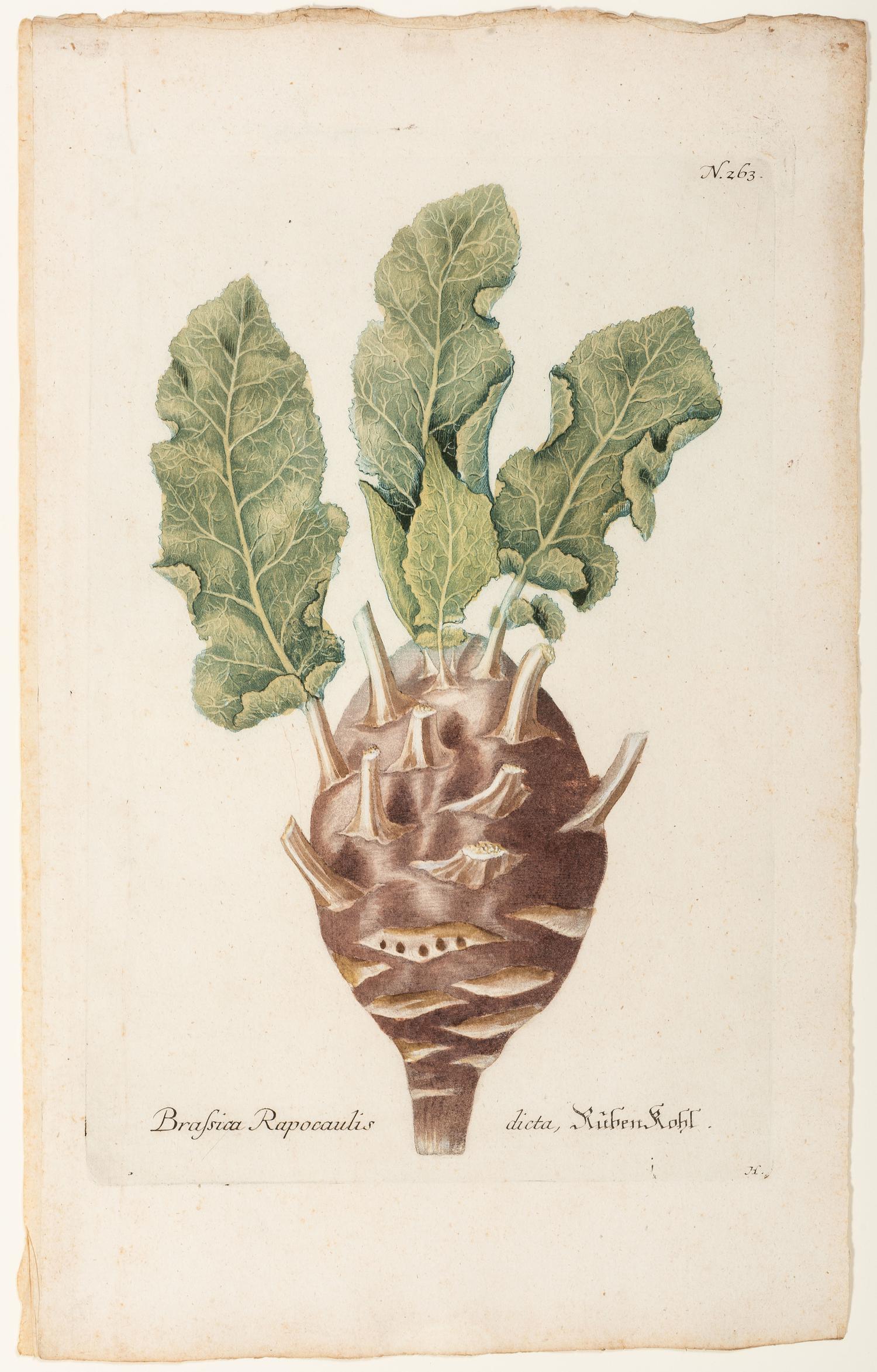 Nine Vegetable Aquatints