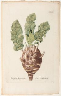 Nine Vegetable Aquatints