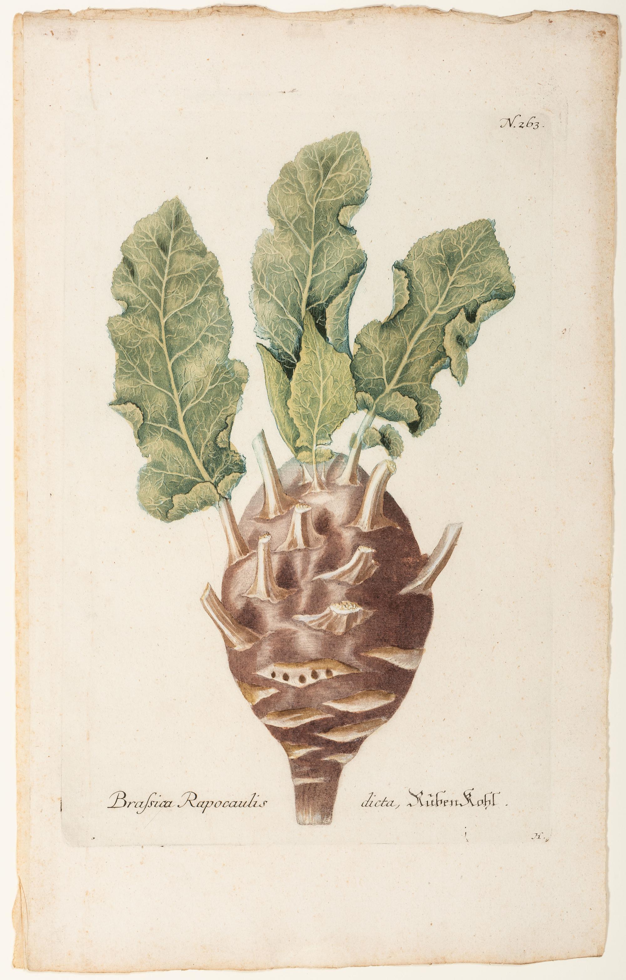 Nine Vegetable Aquatints