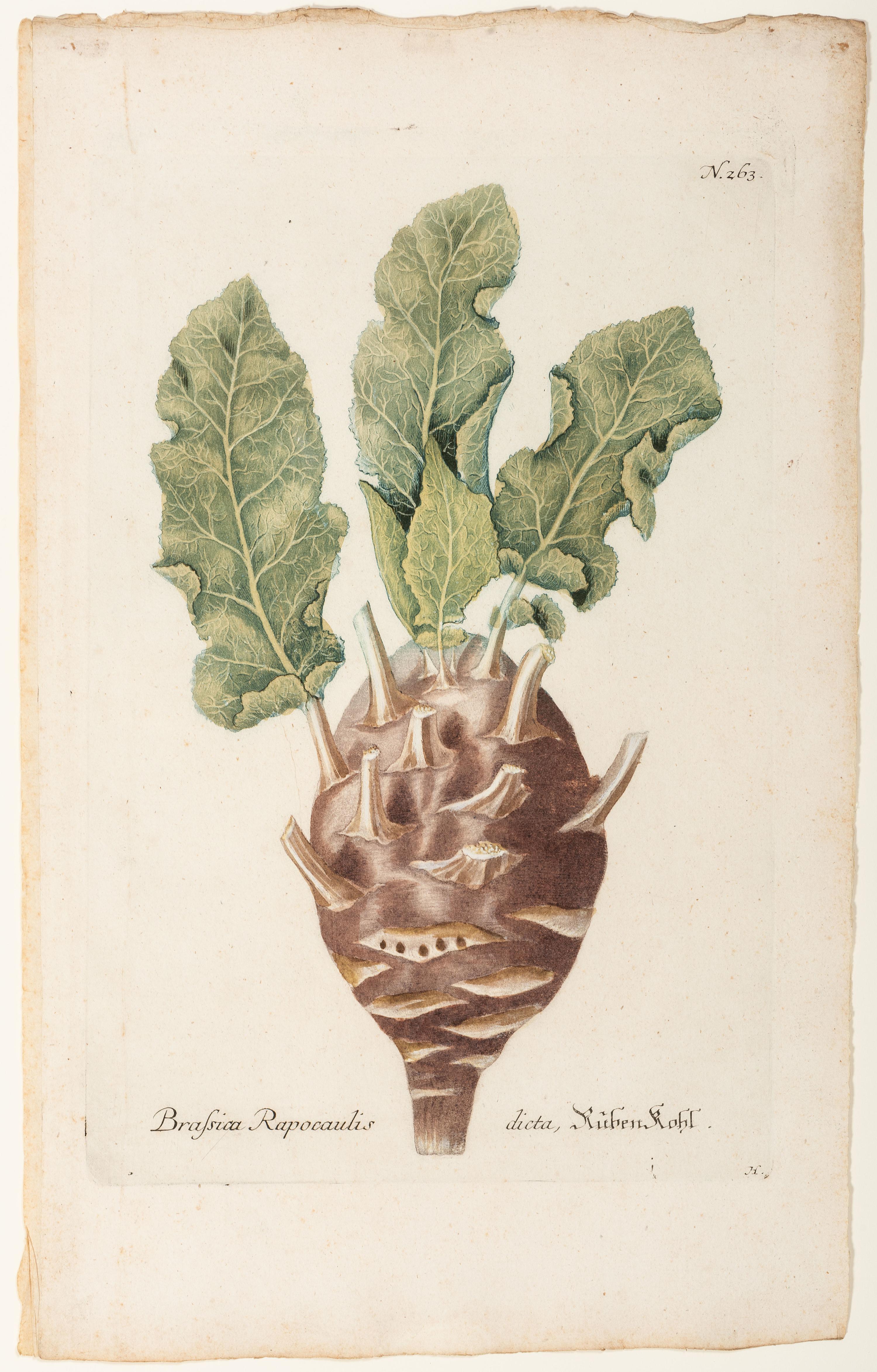 Nine Vegetable Aquatints