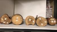 Collection of Hopi Katsinas